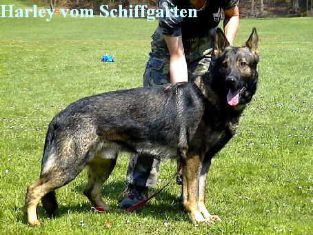 Harley vom Schiffgarten