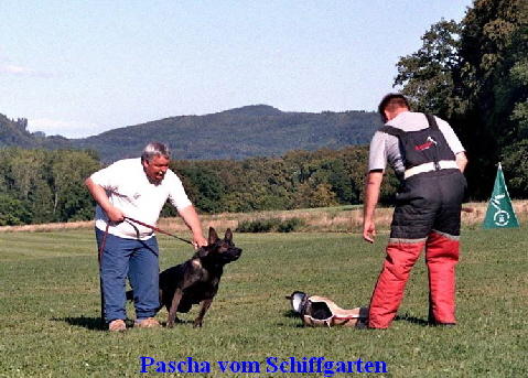 Pascha vom Schiffgarten