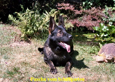Pascha vom Schiffgarten